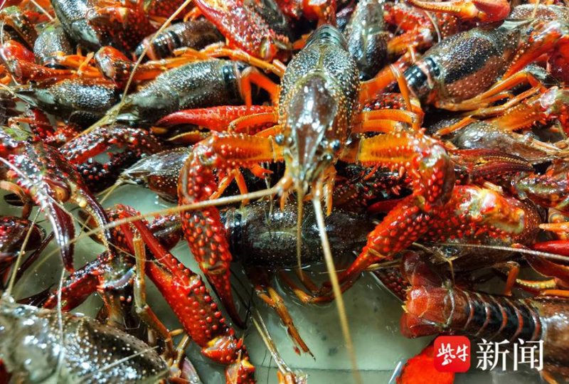 揭秘优质基围虾的零售秘籍