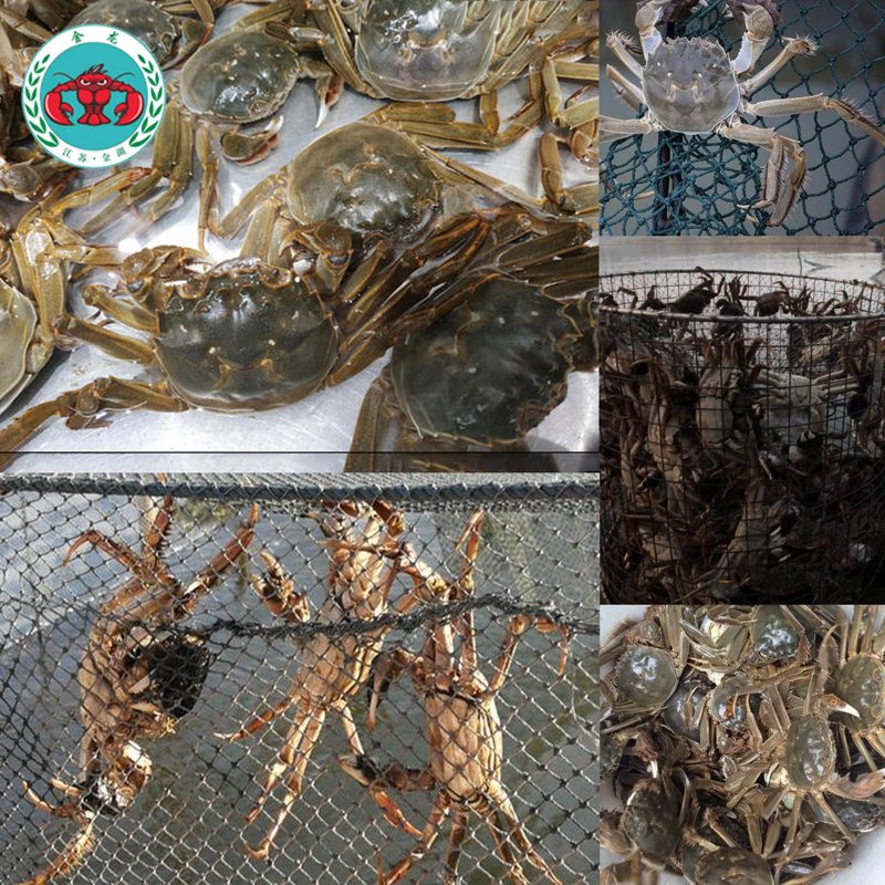 陆心源水产：洞察市场潮流，引领行业变革