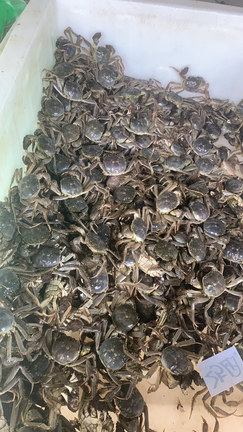 镇江水产市场的繁荣与未来