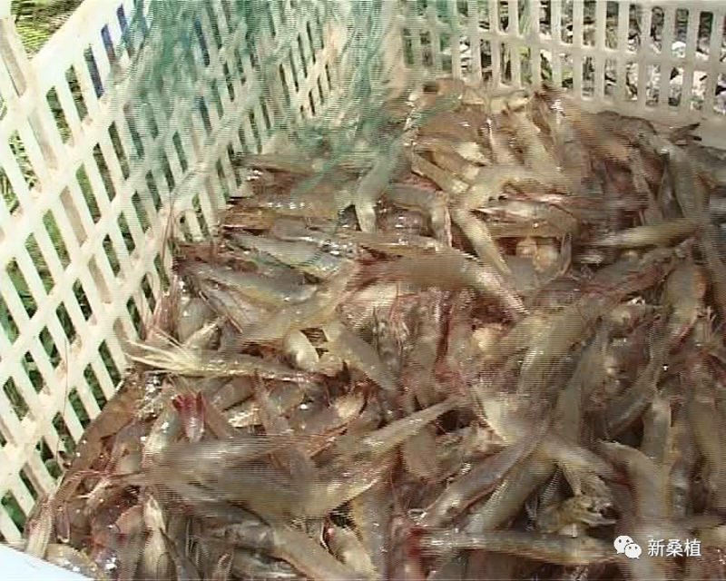 基围虾零售：让美味触手可及的生活妙招