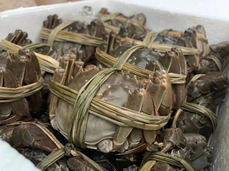 电商时代的水产批发:新趋势与机遇